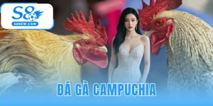 Đá Gà Campuchia | S8 Phát Full HD Sắc Nét