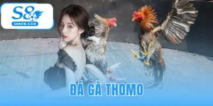 Đá Gà Thomo - Xem Trực Tiếp Campuchia Hôm Nay Full HD