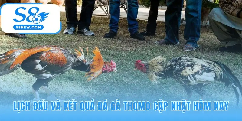 Lịch đấu và kết quả đá gà Campuchia cập nhật liên tục