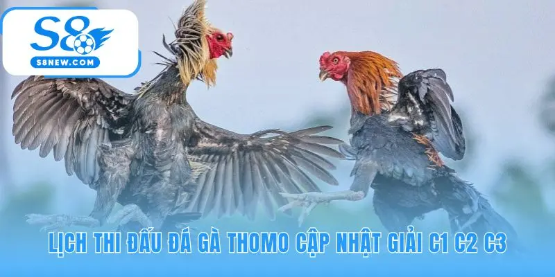 Lịch đá gà Thomo có hệ thống phân hạng giải C1 C2 C3 rõ ràng