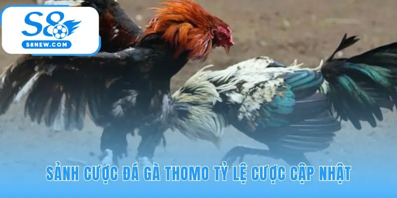 Sảnh cược giải thích ba loại kèo cơ bản Meron Wala và BDD