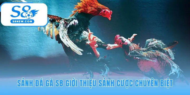 Sảnh đá gà S8 truyền tải không khí chân thực từ trường gà