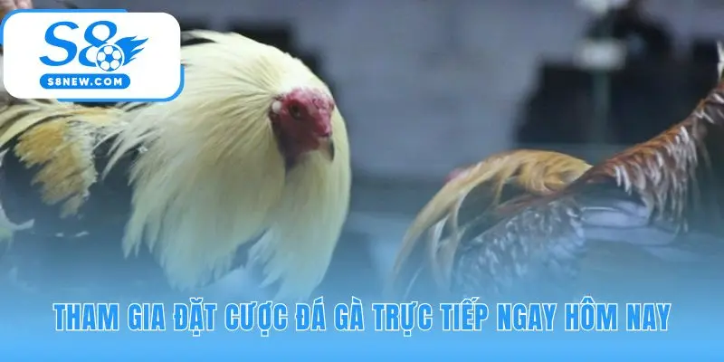 Tham gia đặt cược đá gà Campuchia an toàn và minh bạch