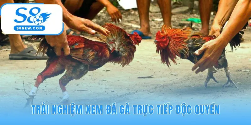 Trải nghiệm xem độc quyền với công nghệ livestream Full HD