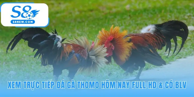 Xem đá gà Thomo Full HD không giật lag cùng BLV chuyên nghiệp